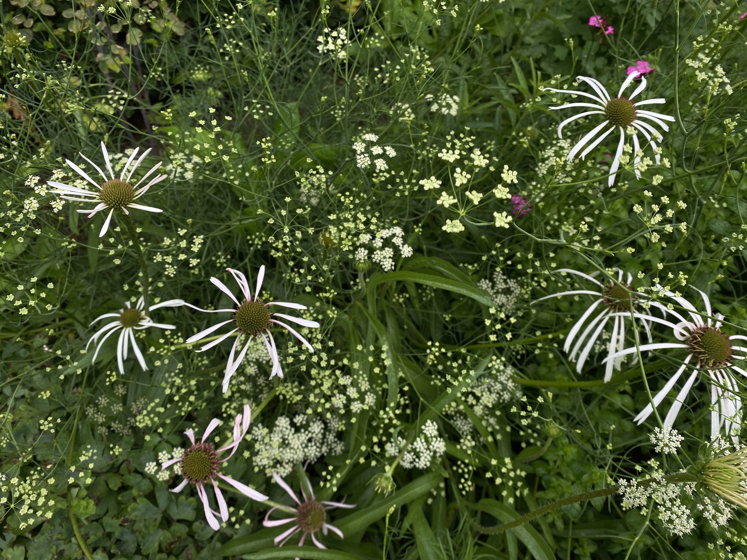 plants E-J — issima